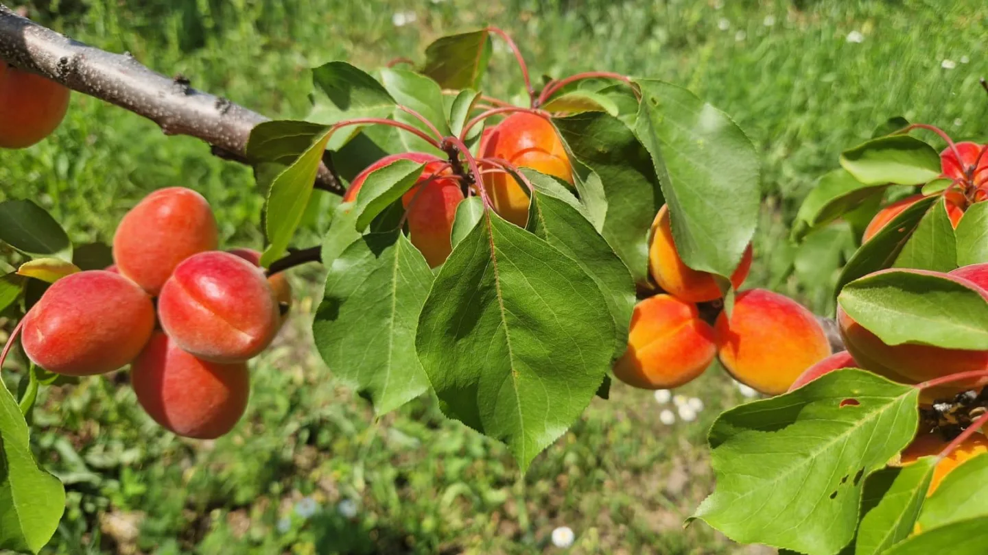 Caise coapte pe ramură, între frunze, în plin soare