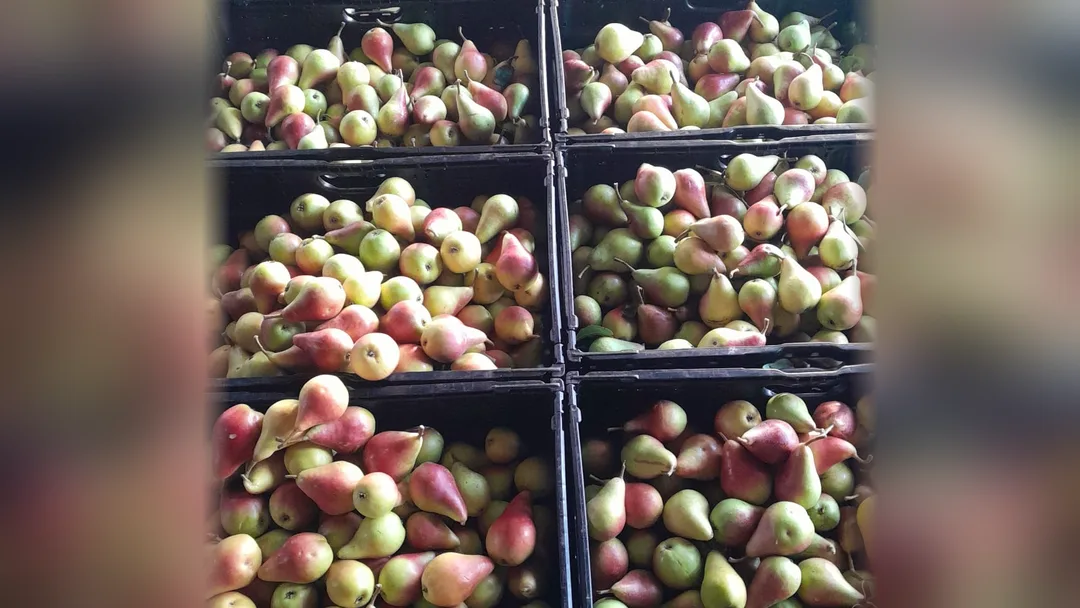 Lăzi pline cu pere culese, una lângă alta